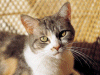 Captcha image 3300