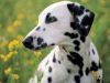 Captcha image 7654