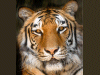 Captcha image 9031